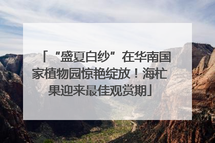 “盛夏白纱”在华南国家植物园惊艳绽放！海杧果迎来最佳观赏期