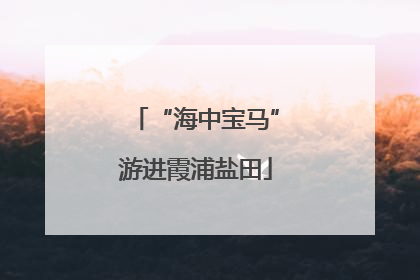 “海中宝马”游进霞浦盐田