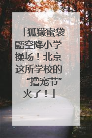 狐獴蜜袋鼯空降小学操场！北京这所学校的“撸宠节”火了！