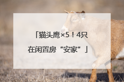 猫头鹰×5！4只在闲置房“安家”