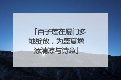 百子莲在厦门多地绽放，为盛夏增添清凉与诗意