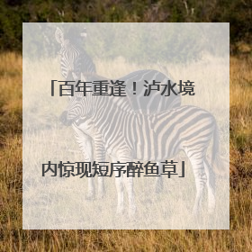 百年重逢！泸水境内惊现短序醉鱼草