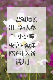 盐碱地长出“海人参” 小小海虫草为海洋经济注入新活力