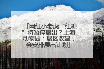 网红小老虎“红糖”将暂停展出？上海动物园：展区改建，会安排展出计划