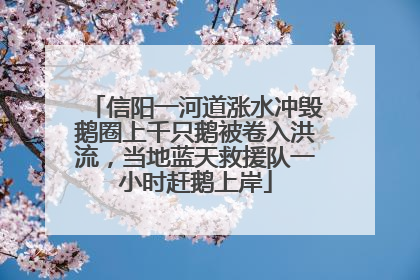 信阳一河道涨水冲毁鹅圈上千只鹅被卷入洪流，当地蓝天救援队一小时赶鹅上岸
