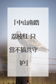 中山南路荔枝红 只赏不摘共守护