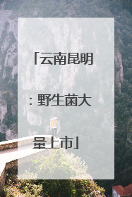 云南昆明：野生菌大量上市