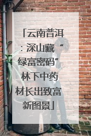 云南普洱：深山藏“绿富密码” 林下中药材长出致富新图景