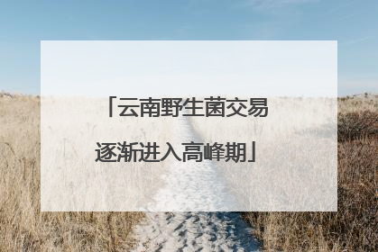 云南野生菌交易逐渐进入高峰期