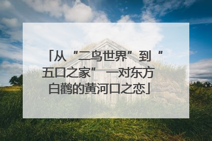从“二鸟世界”到“五口之家” 一对东方白鹳的黄河口之恋
