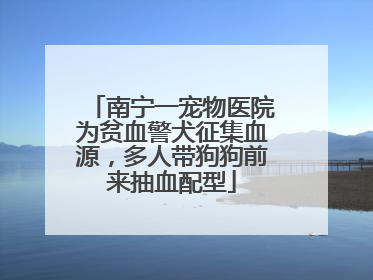 南宁一宠物医院为贫血警犬征集血源，多人带狗狗前来抽血配型