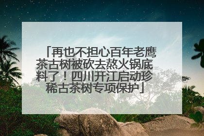 再也不担心百年老鹰茶古树被砍去熬火锅底料了！四川开江启动珍稀古茶树专项保护