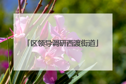 区领导调研西渡街道