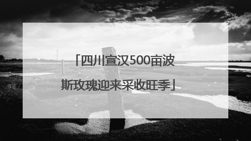四川宣汉500亩波斯玫瑰迎来采收旺季