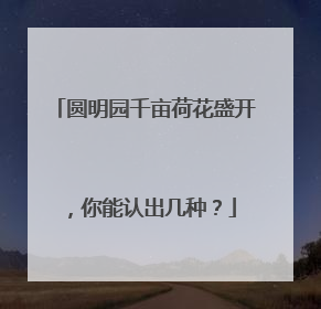 圆明园千亩荷花盛开，你能认出几种？