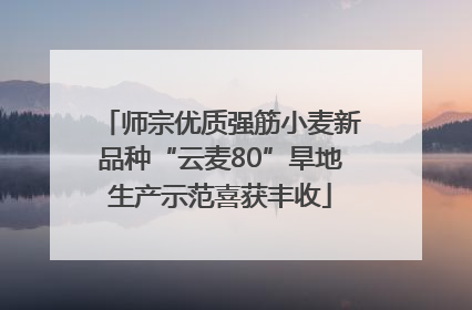 师宗优质强筋小麦新品种“云麦80”旱地生产示范喜获丰收