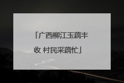 广西柳江玉藕丰收 村民采藕忙