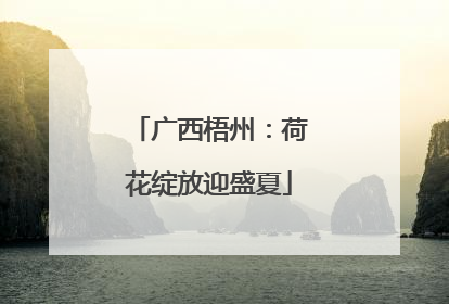 广西梧州：荷花绽放迎盛夏