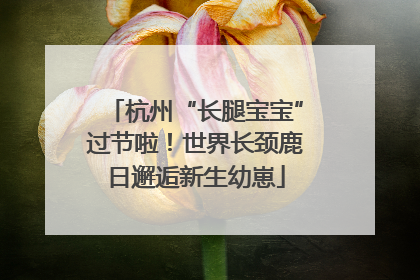 杭州“长腿宝宝”过节啦！世界长颈鹿日邂逅新生幼崽