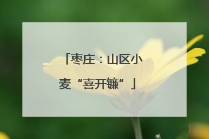 枣庄：山区小麦“喜开镰”