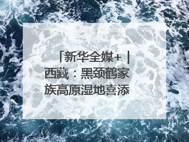 新华全媒+｜西藏：黑颈鹤家族高原湿地喜添“萌宝”