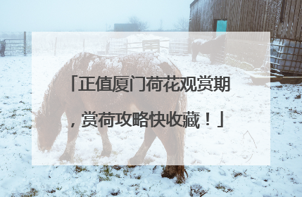 正值厦门荷花观赏期，赏荷攻略快收藏！
