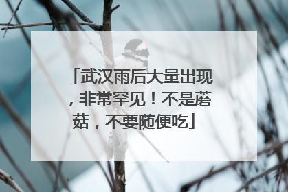 武汉雨后大量出现，非常罕见！不是蘑菇，不要随便吃