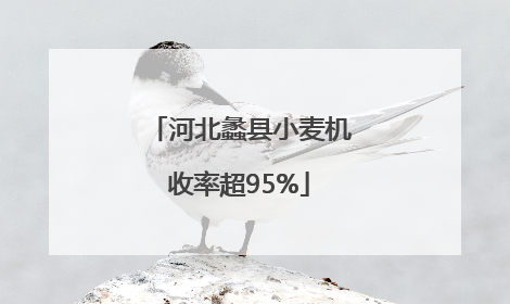 河北蠡县小麦机收率超95%