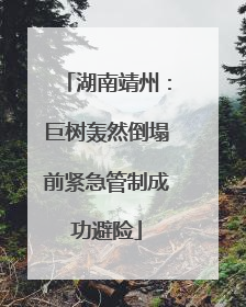 湖南靖州：巨树轰然倒塌前紧急管制成功避险