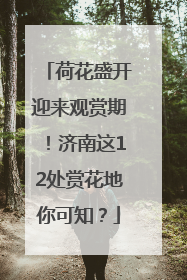 荷花盛开迎来观赏期！济南这12处赏花地你可知？