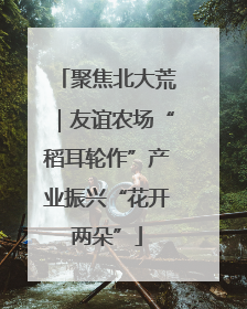 聚焦北大荒｜友谊农场“稻耳轮作”产业振兴“花开两朵”