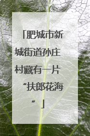肥城市新城街道孙庄村藏有一片“扶郎花海”