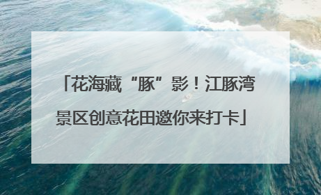 花海藏“豚”影！江豚湾景区创意花田邀你来打卡