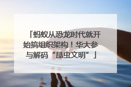 蚂蚁从恐龙时代就开始搞组织架构！华大参与解码“昆虫文明”
