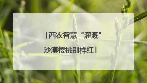 西农智慧“灌溉” 沙漠樱桃别样红