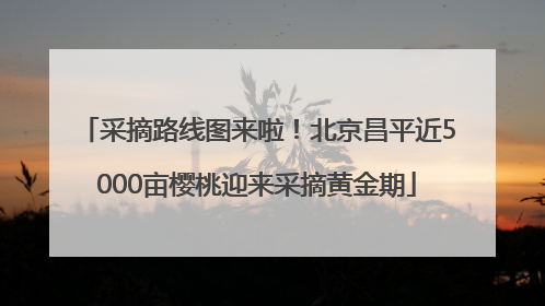 采摘路线图来啦！北京昌平近5000亩樱桃迎来采摘黄金期