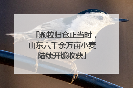颗粒归仓正当时，山东六千余万亩小麦陆续开镰收获