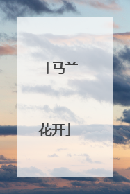 马兰花开