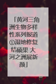 黄河三角洲生物多样性系列报道①湿地修复结硕果 大河之洲展新颜